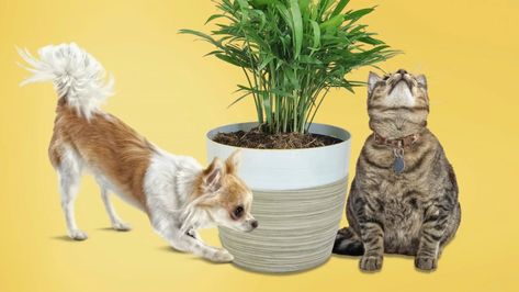 10 Pet-Friendly Houseplants That Are Safe for Cats and Dogs | Real Simple Plant Safe For Cats, Pet Friendly House Plants, Toxic To Cats, Popular House Plants, Parlor Palm, Cat Plants, Asparagus Fern, Hibiscus Plant, Curious Cat