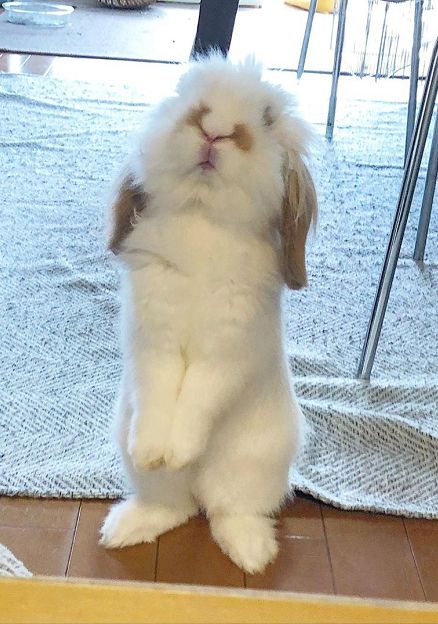 Fuzzy Lop Bunny, American Fuzzy Lop Bunny, American Fuzzy Lop, Funny Rabbit, Cute Bunny Pictures, Bunny Care, Bunny Mom, Cute Baby Bunnies, Funny Animal Photos