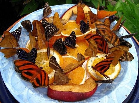 Feed butterflies with old fruit.  Put a larger plate or saucer of water under the fruit plate to keep away ants. Butterfly Food, Butterfly Feeders, Butterfly Feeder, Butterfly Garden Design, Butterfly Habitat, Hummingbird Garden, Attract Butterflies, Garden Care, Gardening Supplies