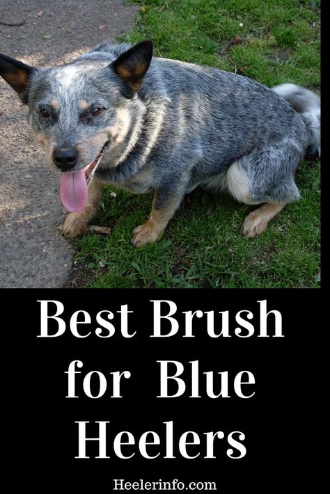 Best brush for Blue Heeler (Australian Cattle Dog) What kind of brush do you use for a Blue Heeler Best deshedding tool for Blue Heeler Red Heeler Dog, Cattle Dogs Rule, Blue Heelers, Blue Heeler Dogs, Boxer (dog), Red Heeler, Cattle Dogs, Australian Cattle Dogs, Mental Stimulation