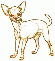 Chihuahua Drawing, Painting Dogs, Chihuahua Art, Study Art, Exam Guide, Chihuahua Love, Chihuahua Dog, Chihuahua Dogs, Inspirational Art