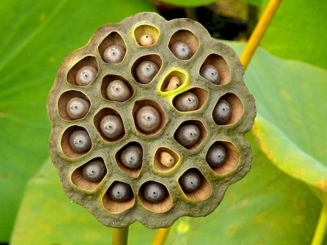 Many people report fearing clusters of holes. If you're one of them, this post is for you. But don't say we didn't warn you. Holes In Skin Phobia, Trypophobia Skin, Lotus Flower Seeds, Head And Shoulders Shampoo, Lotus Pods, Lotus Pond, Art Lamp, Small Backyard Design, Seed Pods