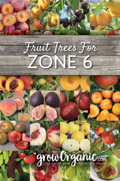 Plants do best in the USDA Zone range that is specified for them. We've provided zone information for each tree we sell. If you plant a tree outside of its zone it will likely not survive or bear fruit. Zone 8 Fruit Trees, Fruit Trees For Zone 8, Zone 8b Vegetable Gardening, Homesteading Projects, Zone 9 Gardening, Fruit Trees Backyard, Fruit Trees In Containers, Zone 8b, Planting Fruit Trees