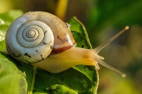 Snail mucin (snail slime) is great for your skin - an expert tells us why What Do Snails Eat, Snail Image, Garden Snails, Aquarium Snails, Snail Tattoo, Getting Rid Of Slugs, Apple Snail, Snails In Garden, Composting At Home