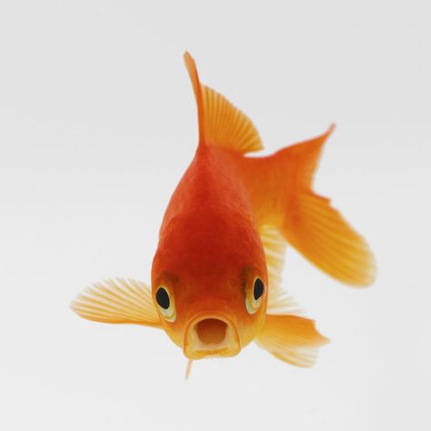 Types Of Goldfish, Goldfish In A Bowl, White Goldfish, Common Goldfish, Goldfish Types, Goldfish Food, Pet Goldfish, Goldfish Bowl, Gold Fish