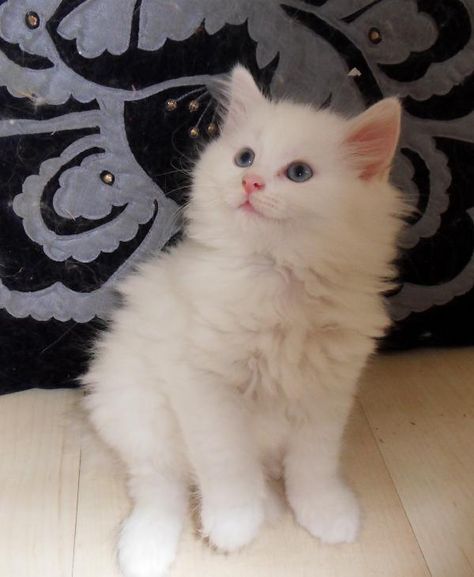 Beautiful White Norwegian Forest Cat Kitten <3 Norwegian Forest Cat White, Norwegian Forest Kittens, Cats White, Angora Cats, Cat Obsession, Animal Spirit Guides, Cat Purr, Adorable Kittens, Norwegian Forest