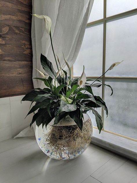 23 Popular Indoor Plants You Can Grow In Vases | Balcony Garden Web Water Plants Indoor, Plants Grown In Water, Tanaman Air, Plant In Glass, Plants In Jars, Indoor Water Garden, نباتات منزلية, Inside Plants, Best Indoor Plants