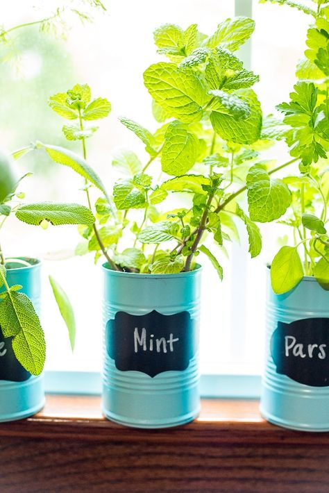 How to Make an Indoor Window Sill Herb Garden | The Gracious Wife Window Sill Herb Garden, Window Garden Ideas, Window Herb Garden, Herb Garden Ideas, Growing Food Indoors, Indoor Vegetables, Diy Herb Garden, Vertical Herb Garden, Indoor Vegetable Gardening