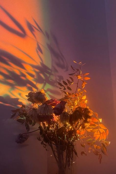 Two Flowers Aesthetic, Burnt Flowers Aesthetic, Light Floral Aesthetic, Flower Asthetics Drawings, Jerrycore Aesthetic, Burning Flowers Aesthetic, Wilting Flowers Aesthetic, Wilted Flowers Aesthetic, Flower Aesthetic Orange