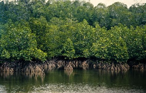 Mangroves are particularly at risk from plastic pollution from rivers, study finds Different Types Of Forests, Types Of Forests, Beach Architecture, Forest Ecosystem, Mangrove Forest, Evergreen Forest, Sustainable Community, Moving Water, Rocky Shore