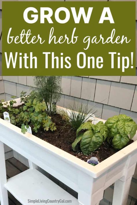 Planter Box Herb Garden, Diy Herb Planter, Herb Garden Layout, Herb Planters Outdoor, Growing Herbs Outdoors, Herb Companion Planting, Garden Redesign, Herb Garden Boxes, Raised Herb Garden