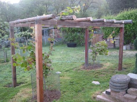 Kiwi Trellis, Grape Vine Trellis, Kiwi Vine, Large Trellis, Food Forest Garden, Grape Trellis, Vine Trellis, Berry Garden, Gardening Zones