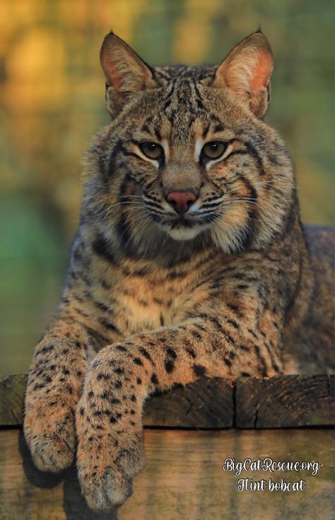 Bobcat Therian, Bobcat Drawing, Bobcat Pictures, Dragon Manga, Elephant Shrew, Bob Cat, Cardboard Mask, Big Cat Rescue, Have A Great Friday