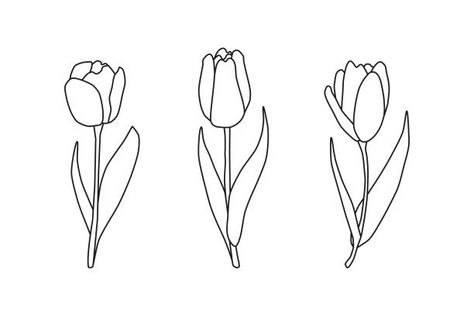 11,200+ Tulip Outline Stock Photos, Pictures & Royalty-Free Images - iStock Tulip Outline, Cactus Outline, Tulip Drawing, Beautiful Dawn, Leaf Outline, Flower Silhouette, Doodle Tattoo, Flower Outline, Flower Stock