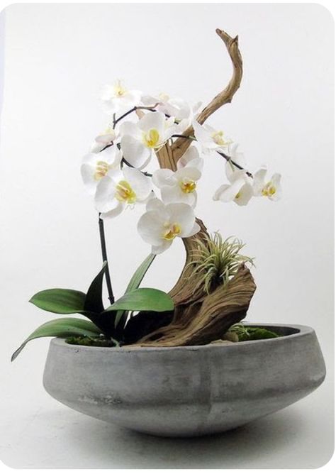 Driftwood Garden, Orchid Flower Arrangements, Orchid Centerpieces, Orchid Planters, Ikebana Arrangements, Growing Orchids, Ikebana Flower Arrangement, Deco Nature, Orchid Arrangements