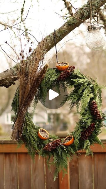 Katie McGinn | Garden Coach & Wildcrafter on Instagram: "Winter is a critical time of year for a bird’s survival. Their normal sources of food, such as insects, berries and seeds are scarce. And they spend more of their precious energy resources searching for food.  Let’s support our feathered friends this winter and create a bird feeder wreath that is not only beautiful, but also serves as a source of nutritious food.  Some notes on how I made my wreath: • If you still have your Christmas tree or a garland, you can reuse the branches from either! I made mine using a garland I deconstructed. This is a great way to use what you already have. But if you don’t, you can always forage for branches nearby.  • Make sure to use 100% natural peanut butter. Some peanut butters have added ingredients Christmas Bird Feeder, Bird Seed Wreath Recipe, Old Christmas Tree, Christmas Tree Wreaths, Tree Wreaths, Bird Treats, Nutritious Food, Energy Resources, Winter Bird