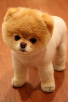 I want one so bad! when I get my own house this will be jolies little brother and his name shall be Pacman Boo The Cutest Dog, World Cutest Dog, Boo The Dog, Cute Pomeranian, Puppy Day, Cutest Dog Ever, Puppy Names, Pomeranian Dog, Pomeranian Puppy