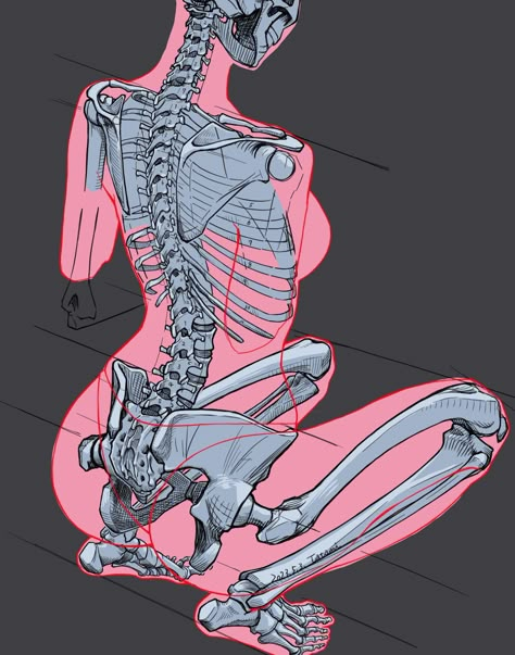 Female Bone Structure, Anatomical Skeleton, Human Skeleton Anatomy, Anatomy Bones, Skeleton Anatomy, Anatomy Tutorial, Bone Structure, Human Body Anatomy, Body Drawing Tutorial