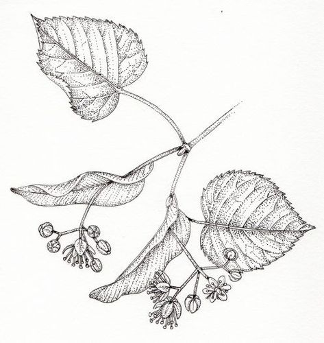 Linden Leaf Tattoo, Linden Tree Tattoo, Linden Tattoo, Drawing Tattoo Ideas, Blatt Tattoos, Linden Flower, Tilia Cordata, Linden Leaf, Leaf Coloring Page