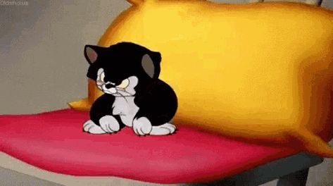 Kitten Gif, Funny Pictures, Gif, Kitty, Tumblr, On Twitter, Funny, Twitter