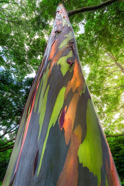 Although they are not native to Hawaii, there are some amazing trees with unbelievable colors scattered throughout the islands. The Big Island has massive groves of eucalyptus trees growing on the Hamakua Coast. In select areas, you may get lucky enough to see a rainbow eucalyptus tree. In this image, I captured a unique perspective of the rainbow eucalyptus with the sun illuminating the scene. The vibrant colors in these trees make them truly unique. Rainbow Eucalyptus Tree Maui, Rainbow Eucalyptus Tree Hawaii, Eucalyptus Photography, Rainbow Eucalyptus Tree, Hawaii Rainbow, Rainbow Eucalyptus, Amazing Trees, Eucalyptus Trees, Rainbow Tree