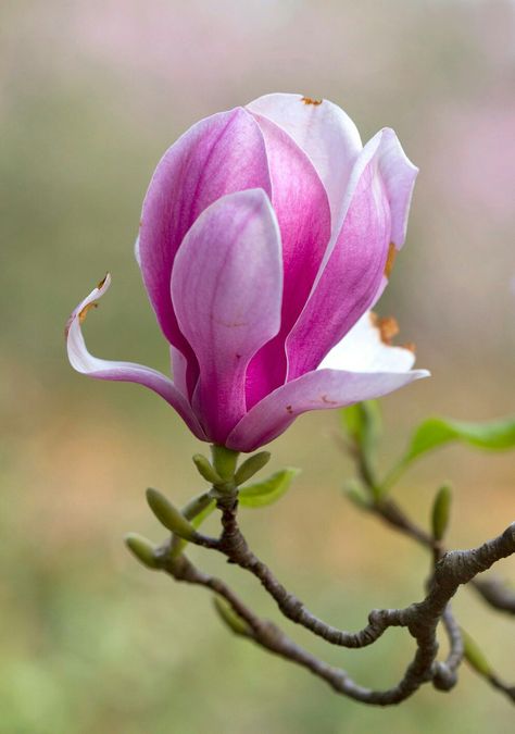 Have Inspiration, Magnolia Flower, Arte Floral, Flowering Trees, Exotic Flowers, Purple Flower, Flower Beauty, Flowers Nature, Beautiful Blooms