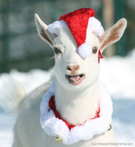 Christmas Goat!! New Activities To Try, Things To Do For Christmas, Shiba Inu Puppies, Fleece Navidad, Almost Christmas, Cool Things To Do, Cute Goats, Christmas Farm, Sheep And Lamb