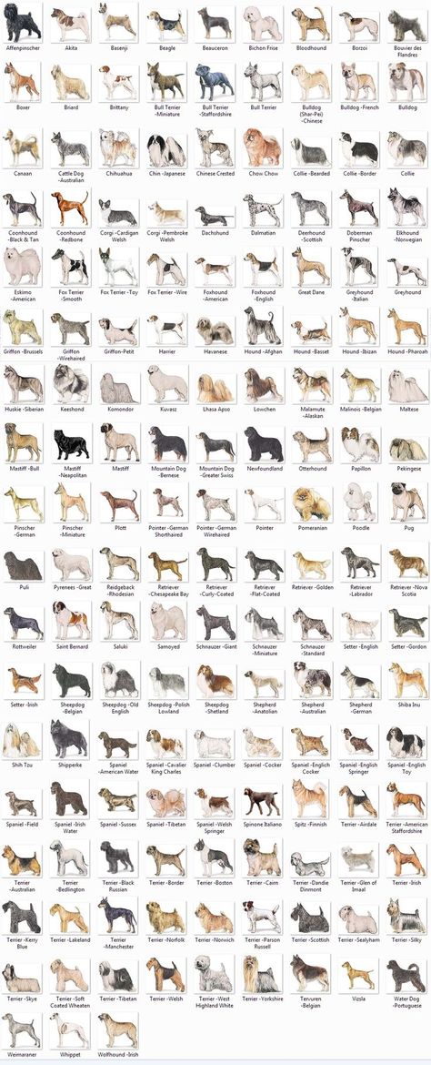 Animal Chart, Velcí Psi, Dog Breeding Kennels, Dog Breeds Chart, Dog Chart, Types Of Dogs Breeds, Dog Breed Names, Different Types Of Dogs, Tattoos For Dog Lovers