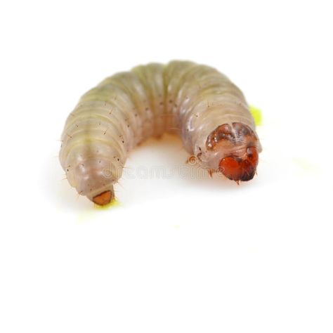 Worm. Isolated on white background , #affiliate, #Isolated, #Worm, #background, #white #ad Worm Background, Background White, Animals Images, Anime Artwork, White Background, Photo Image, Stock Images, Stock Photos, Anime