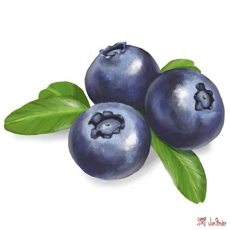 Digital painting of some blue berries, for a project Im working on. yes its a painting, digital, in photoshop. Blue Berries Illustration, Blue Berries Drawing, Paint Blueberries, Patio Rocks, Berries Drawing, Blueberry Painting, Berry Painting, Kue Disney, Berry Water