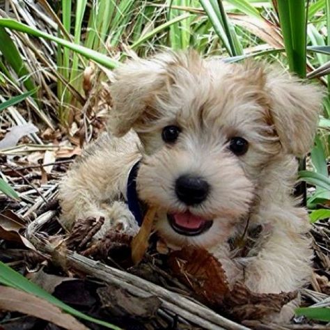 Schnoodle Puppy, Poodle Mix, 귀여운 동물, Animals Friends, I Love Dogs, Dog Clothes, Dog Love, Animals Beautiful, Animals And Pets