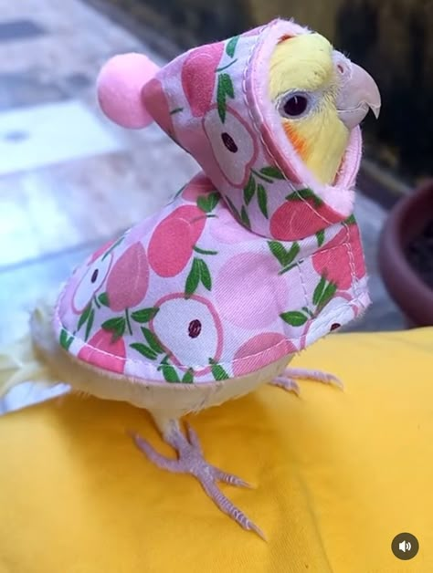 educa_calopsitas Cute Parrots, Funny Bird Pictures, Pet Bird Cage, Funny Parrots, Cute Small Animals, Funny Animal Photos, Cute Animals Images, Funny Birds, Pretty Animals