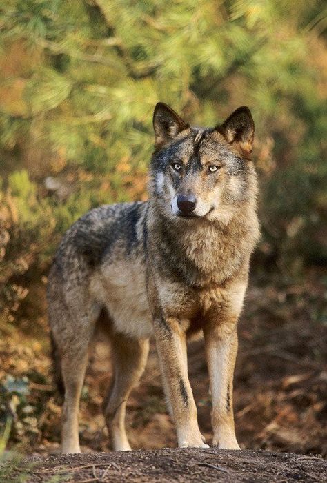 Iberian Wolf, Wolf Poses, Wolf World, Wolf Husky, Wolf Hybrid, Wolf Pup, Wolf Photos, Gray Wolf, Wolf Love