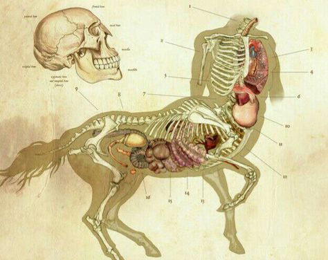 To the guy who asked how a where a centaur gets pregnant... Centaur Anatomy, Mythological Creatures, Anatomy Reference, Skeletal, Character Creation, Creature Design, Creature Art, Fantasy Creatures, Mythical Creatures