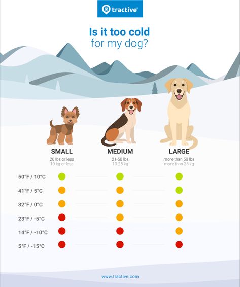 How Cold Is Too Cold For Dogs? Tips For Dogs & Cold Weather | Tractive Dog Chart, Tips For Dogs, Cold Weather Dogs, Weather Chart, Dogs Tips, Sense Of Smell, Too Cold, Winter Dog, Its Cold Outside