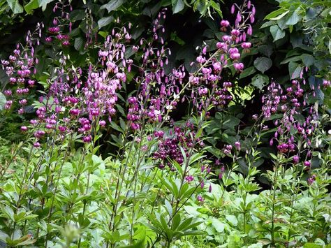 Lilium Martagon, Martagon Lily, Daylily Garden, Different Shades Of Red, Planting Plan, Perennial Herbs, Colorful Garden, Tiger Lily, Colour Schemes