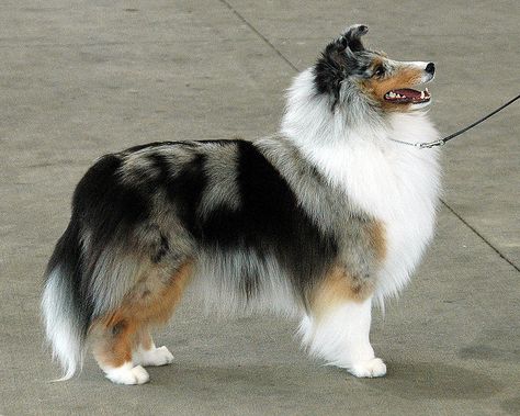 Shandy, our Blue Merle Shetland Sheepdog, who sadly only lived two years. He was beautiful dog. Sheepdog Tattoo, Sheepdog Breeds, Shetland Sheepdog Blue Merle, Shetland Sheepdog Puppies, Sheep Dogs, Sheltie Dogs, Shetland Sheep, Rough Collie, Herding Dogs