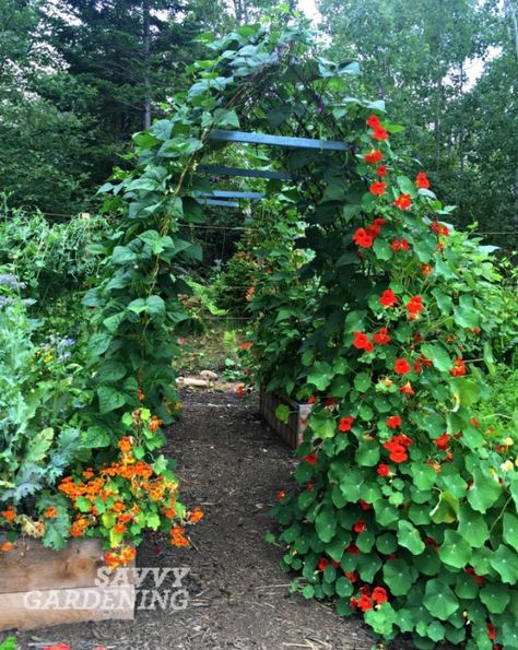 Vertical vegetable gardening: pole bean tunnels Squash Trellis, Vertical Vegetable Gardens, Gutter Garden, Vertical Vegetable Garden, Backyard Garden Ideas, Trellis Ideas, Vegetable Garden Ideas, Pole Beans, Vertical Herb Garden