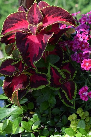 Coleus Houseplant, Patio Planter Ideas Plant Pots, Red Coleus, Coleus Containers, Thrillers Fillers Spillers, Coleus Seeds, Peat Pots, Fall Container Gardens, Small Pots