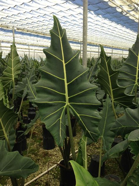 Alocasia Sarian...make it an exclamation point in your planter! Alocasia Sarian, Alocasia Collection, Alocasia Corm Growing, Alocasia Wentii, Variegated Alocasia Frydek, Alocasia Plant, Inside Plants, Blooming Plants, Colorful Plants