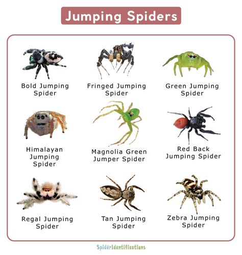 Types Of Spiders Chart, Type Of Spiders, Different Types Of Spiders, Cool Spider Species, Spider Breeds, Spidersona Names, Spider Names, Spider Types, Spider Identification Chart