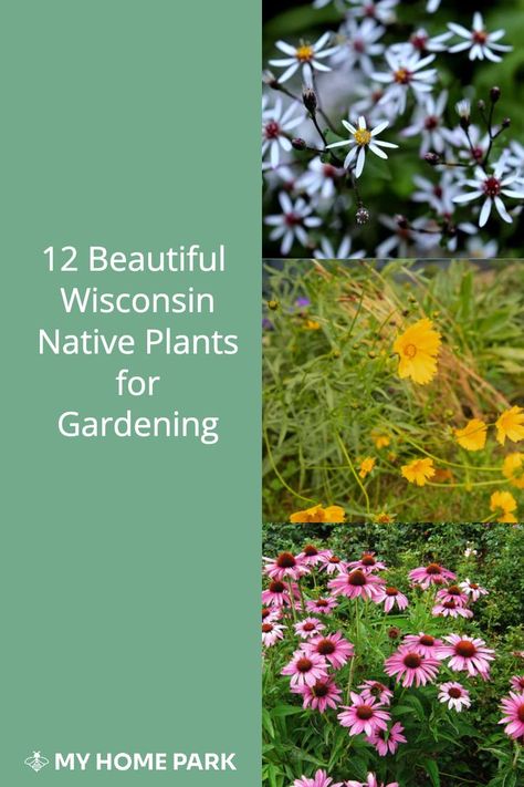 Wisconsin Landscaping Ideas, Native Plant Landscape, Native Gardens, Prairie Garden, Native Plant Gardening, Native Garden, Backyard Living, Landscaping Plants, Native Plants