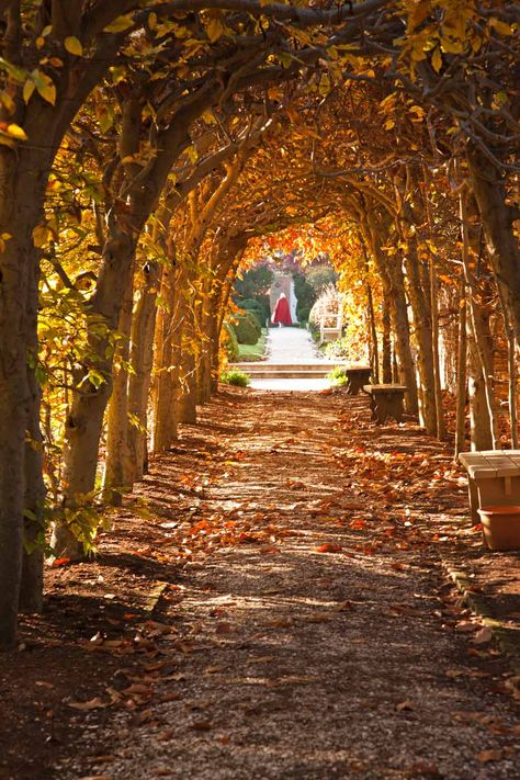 Colonial Aesthetic, Colonial Williamsburg Va, Virginia Fall, Williamsburg Virginia, Colonial History, Colonial America, Williamsburg Va, Fall Inspiration, Colonial Williamsburg