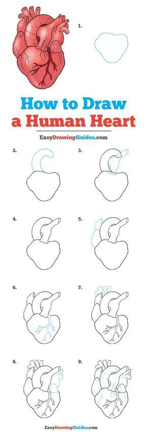 Learn How to Draw a Real Heart: Easy Step-by-Step Drawing Tutorial for Kids and Beginners. #RealHeart #HumanHeart #DrawingTutorial #EasyDrawing See the full tutorial at https://easydrawingguides.com/how-to-draw-a-human-heart/. Human Heart Drawing, A Human Heart, Couple Drawing, Drawing Tutorials For Beginners, Drawing Eyes, Easy Drawing Tutorial, Drawing Tutorials For Kids, Seni Dan Kraf, Heart Drawing