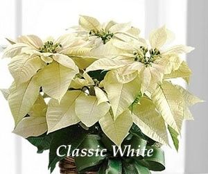 White Poinsettia, Poinsettia Plant, Holiday Baskets, Natural Baskets, Christmas Plants, Hosting Holidays, Holiday Bows, Holiday Flower, Poinsettia Flower