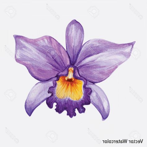 Orchid Illustration, Flower Vector Illustration, Flor Tattoo, Orchid Drawing, Tropical Orchid, Orchid Photography, Fabric Paint Diy, Watercolor Tropical, Flower Vector