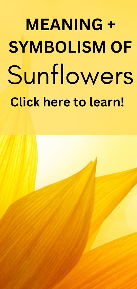 sunflower petals Growing Sunflowers Outdoors, Meaning Of Sunflower, Sunflower Tattoo Meaning, Types Of Sunflowers, Flower Bed Edging, Sun Tattoo Designs, Sunflower Quotes, Growing Sunflowers, Orange Sunflowers