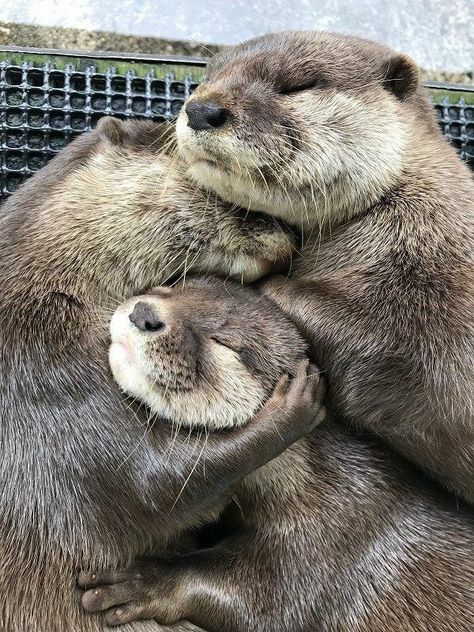 Pictures Worth More Than 1000 Words (24 images) Otters Hugging, Baby Sea Otters, Animal Hugs, Otters Cute, Otter Love, Baby Otters, Sea Otter, Cute Wild Animals, Cute Animal Photos