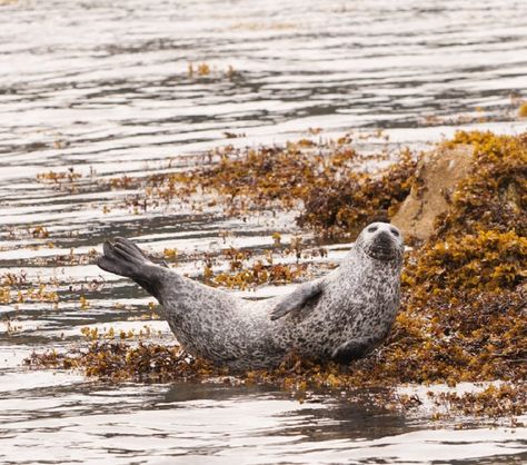 A young grey seal on the Scottish west coast Selkie Story, Scottish Hebrides, Ocean Witch, Scottish Coast, Bagpipe Music, Special Animals, Nautical Aesthetic, Grey Seal, Uk Beaches