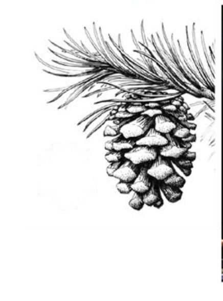 Pine Cone Drawing Step By Step, Pine Cone Art Drawing, Pine Cone Drawing Simple, Evergreen Drawing, Pine Cone Stencil, Fir Cones Drawing, Bristlecone Pine Tattoo, Pinecone Sketch, Pine Cone Sketch